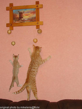 cats playing