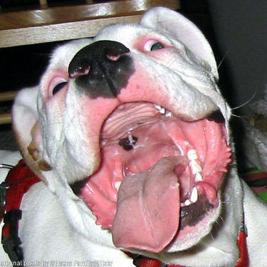 what a mouth