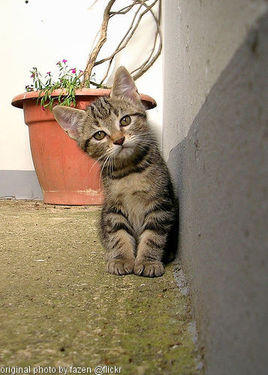 cute kitten