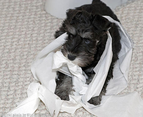 doggie destroying the TP