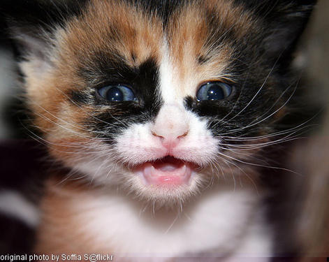 crying kitten