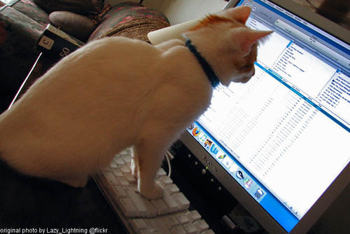 cat on the computer