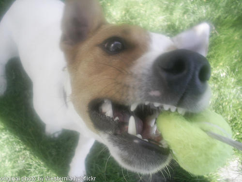 dog tug of war