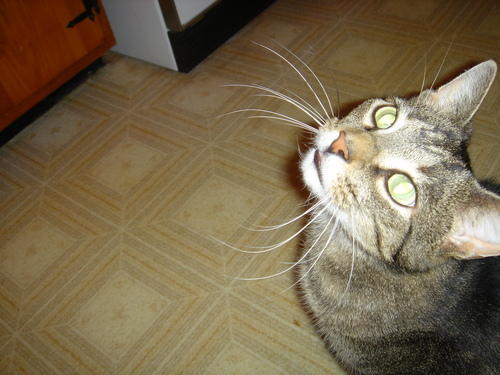 what the heck is he looking at?