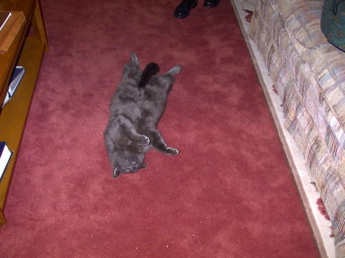 cat passed out on his back