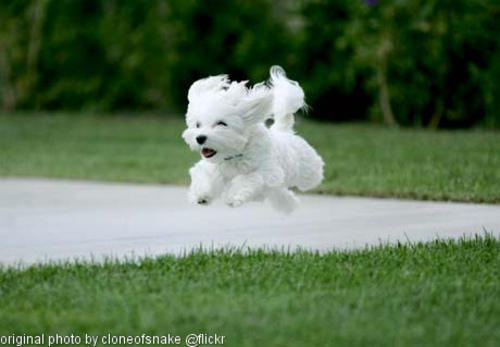 flying pup