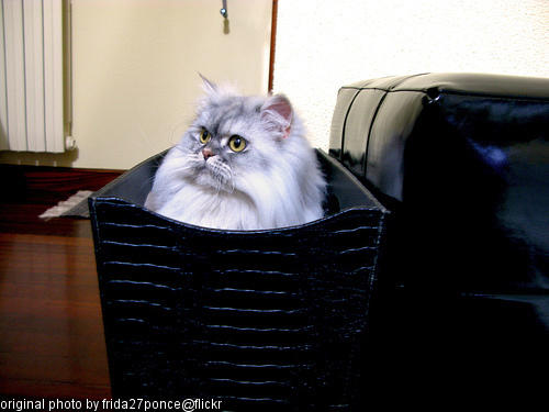 cat in a basket