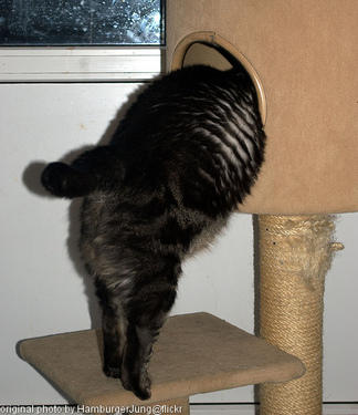 fat fat fat cat