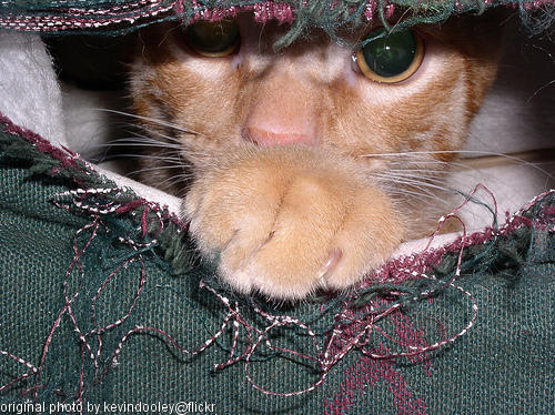 ninja kitty