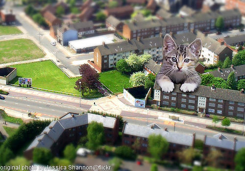 the giant kitten strikes again