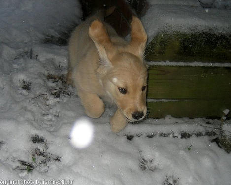 puppy in the snow