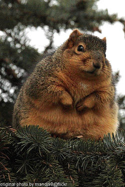 fat squirrel