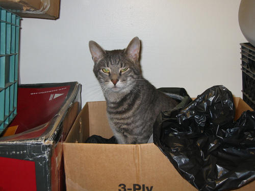 Cat in a cardboard box
