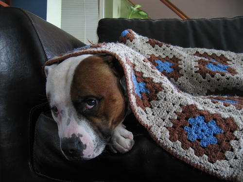 Dog under blanket