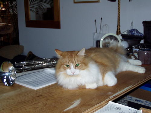 musician cat