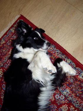 my mom's crazy dog on carpet