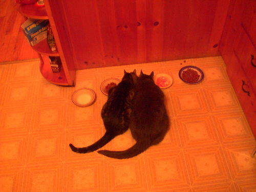 two cats eating