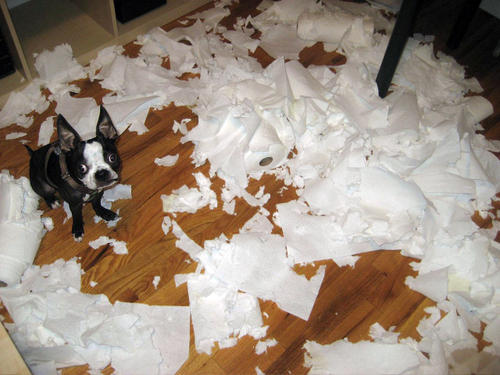 dog destroys pillow