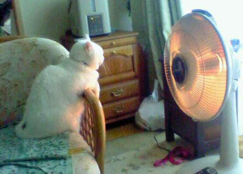 cat sitting in front of sun lamp