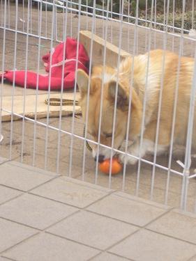 Peering an orange