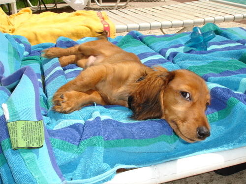 puppy is chillin in the sun