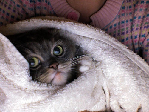 cat wrapped in a towel