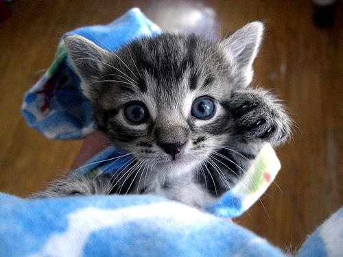 kitten looking up