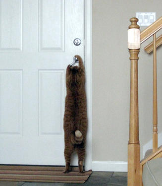 cat opening the door