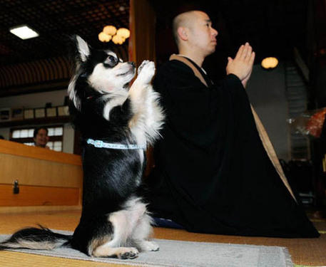 praying dog