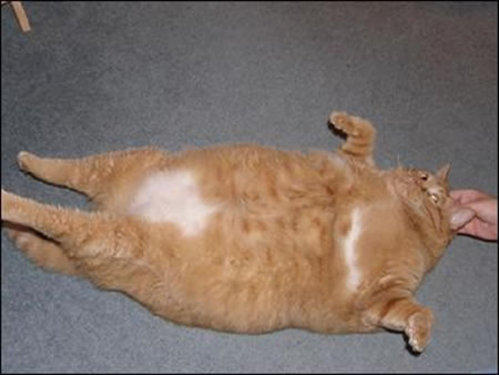 huuuuge fat cat