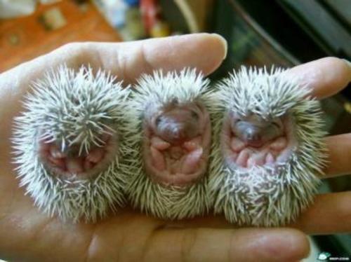 Hedgehog babies