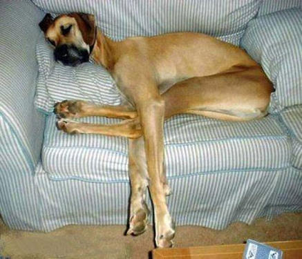 Great Dane on little chair