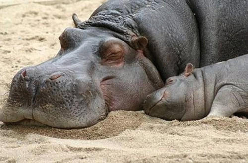 Sleeping hippos