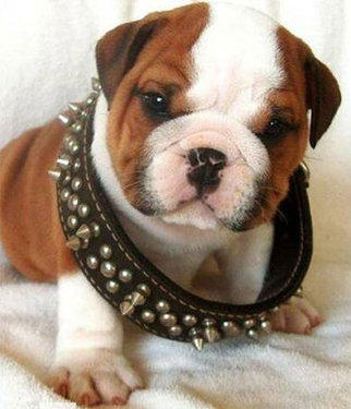 Tough puppy