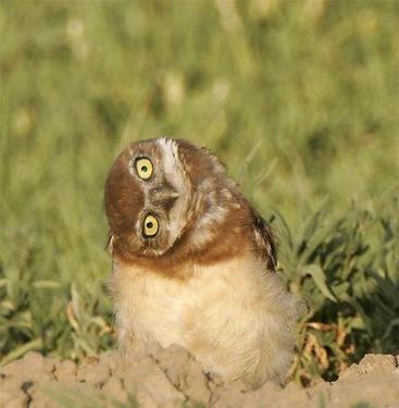 upside down owl