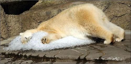 Polar bear on ice