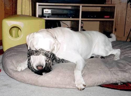 dog and cat snuggling