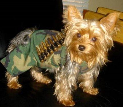 Camo Yorkie