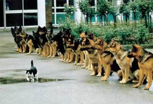 Cat running in front of German Sheperds