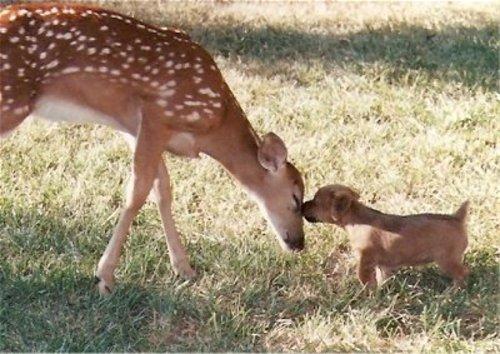 Fawn & Puppy kiss