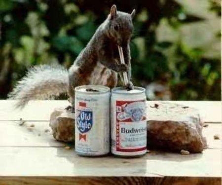 squirrel drinking beer