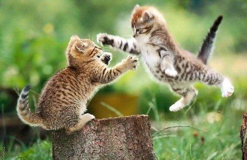 Flying kitten attack