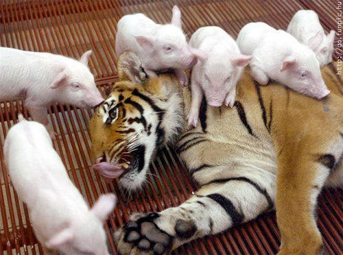 Tiger & piglets