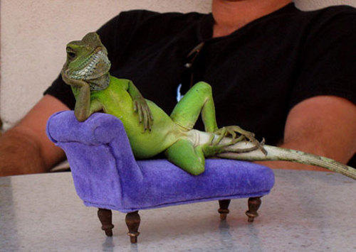 Lizard on purple couch