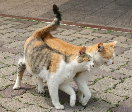 two cats rubbing up against each other