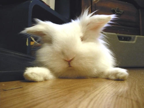 a white rabbit