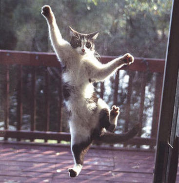 cat on a screen