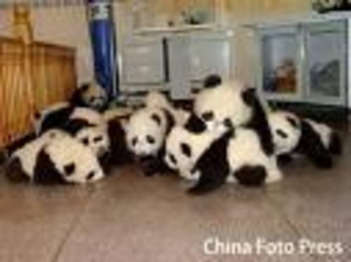LOTS OF PANDAS