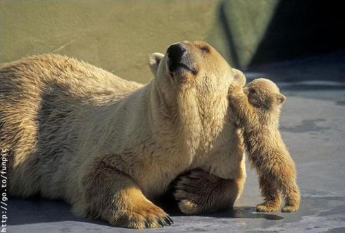 polar bears