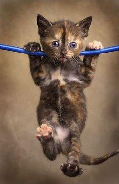 kitty on a line
